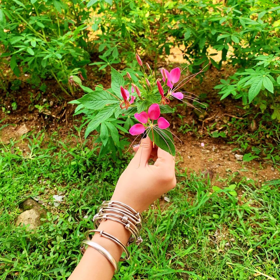 🍀藤橼亽 喳喳豬☘️