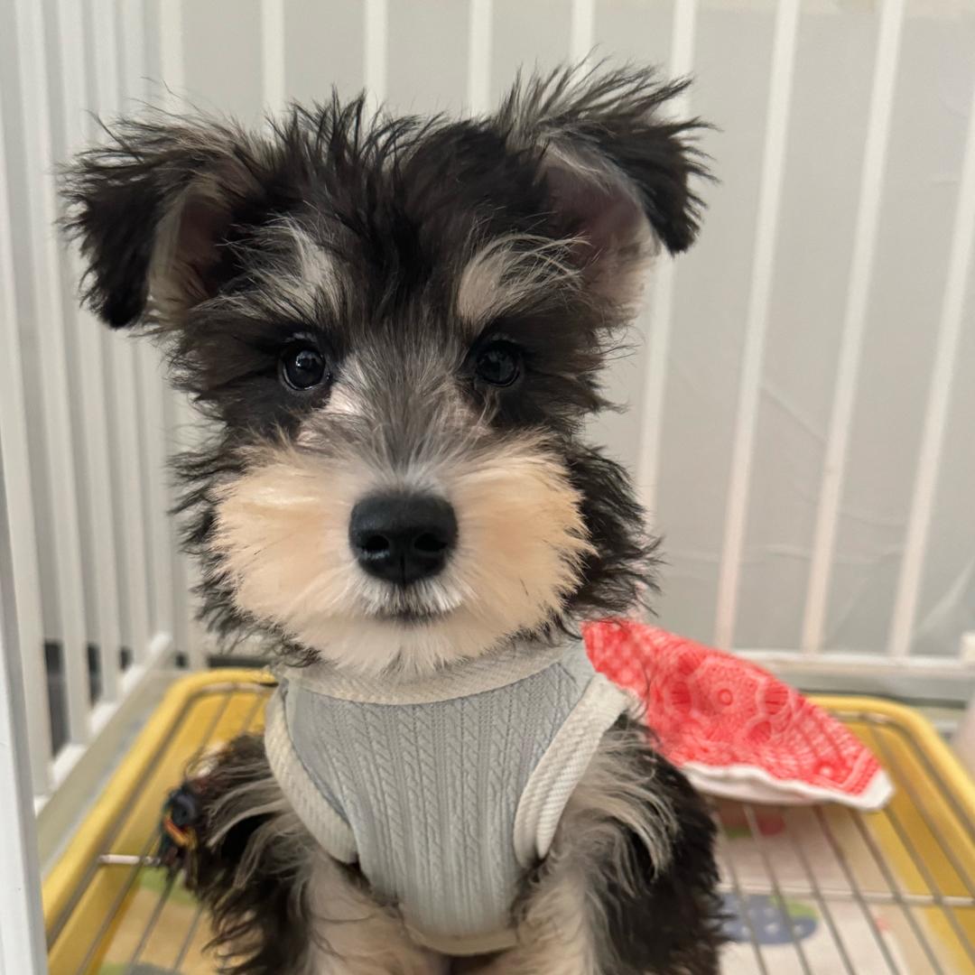 钢镚是只雪纳猪𓃡