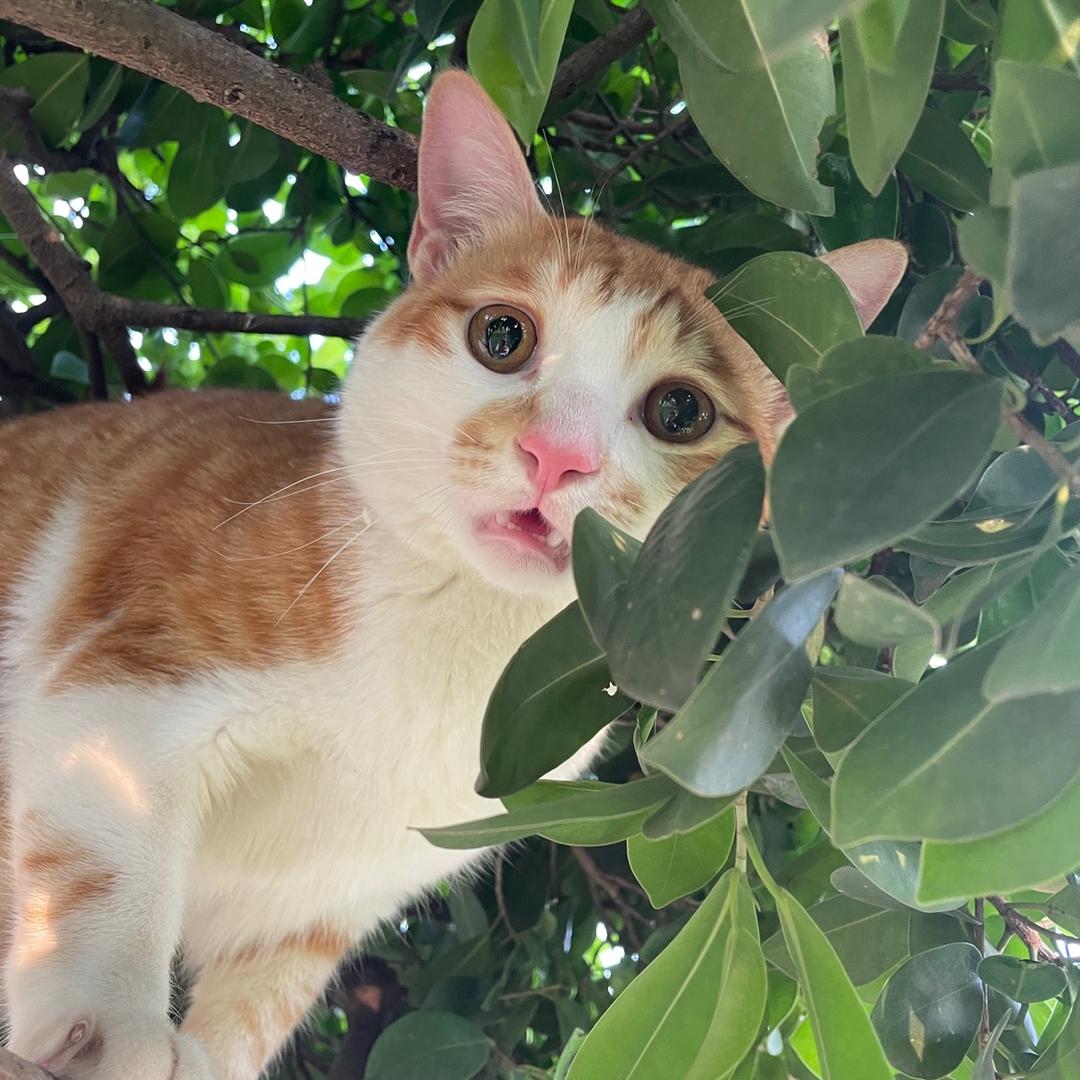 大咪是只猫🐱