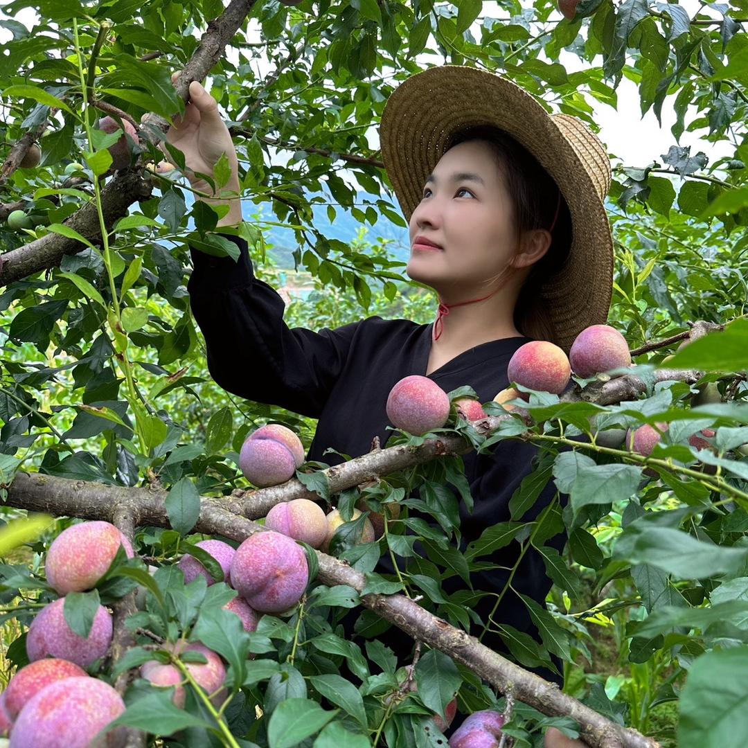 (森妹)钱排优鲜三华李果园