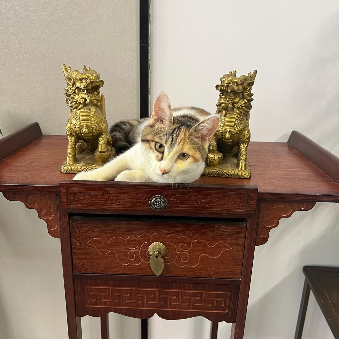 🐈回家吃饭