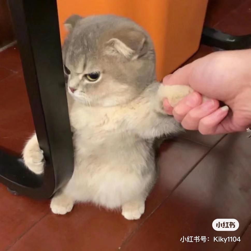 神奇猫多少钱一只（售🐱猫）