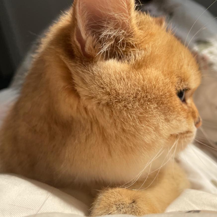 橘子🍊是绿色的