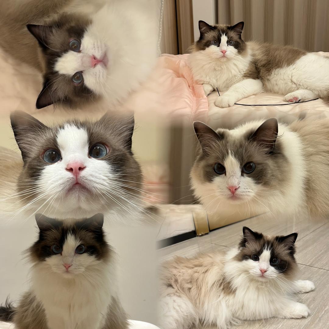 点点的奶妈🐈