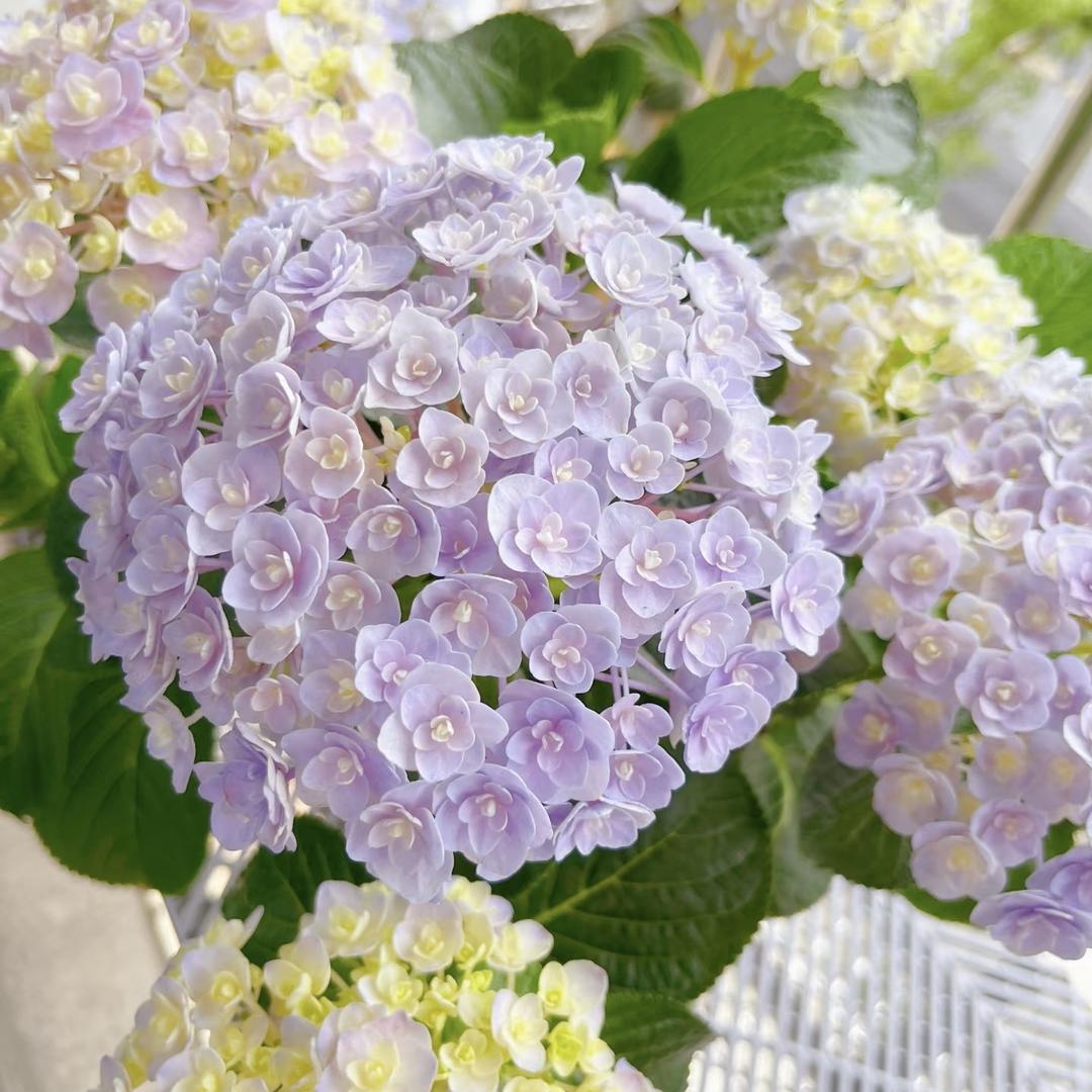 麋鹿花卉