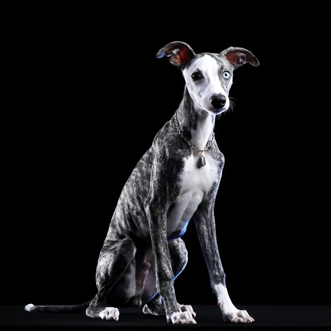 皇家名犬世家