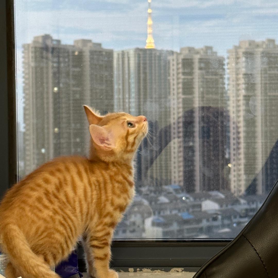 小羊熬夜