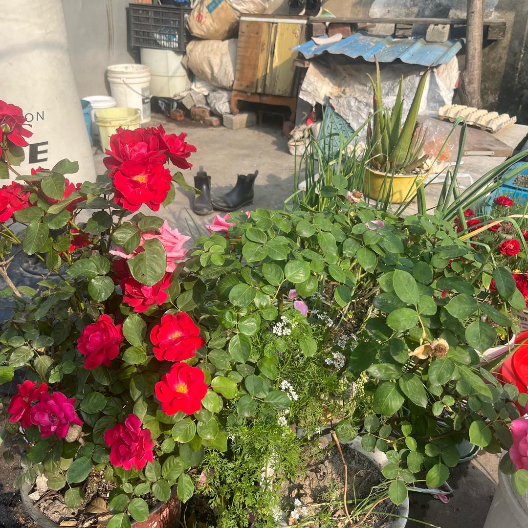 🌹🌻13114520🌹🌹