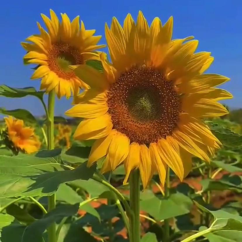 紫荆花餐饮周霞