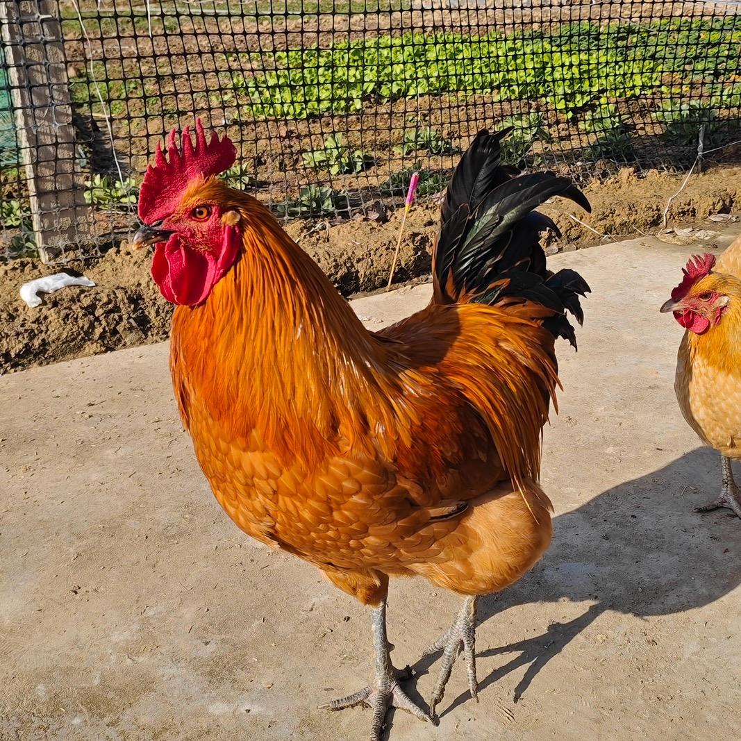 齉龘齉齾爩麤龖厵纞虋