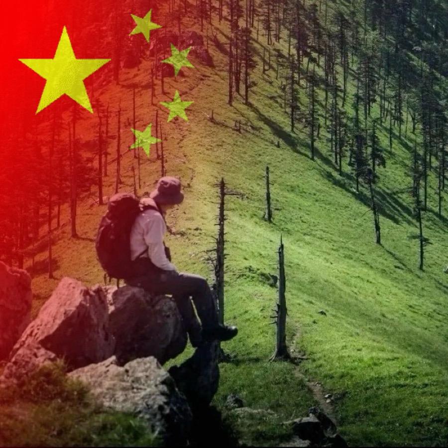 杉林之风🎋