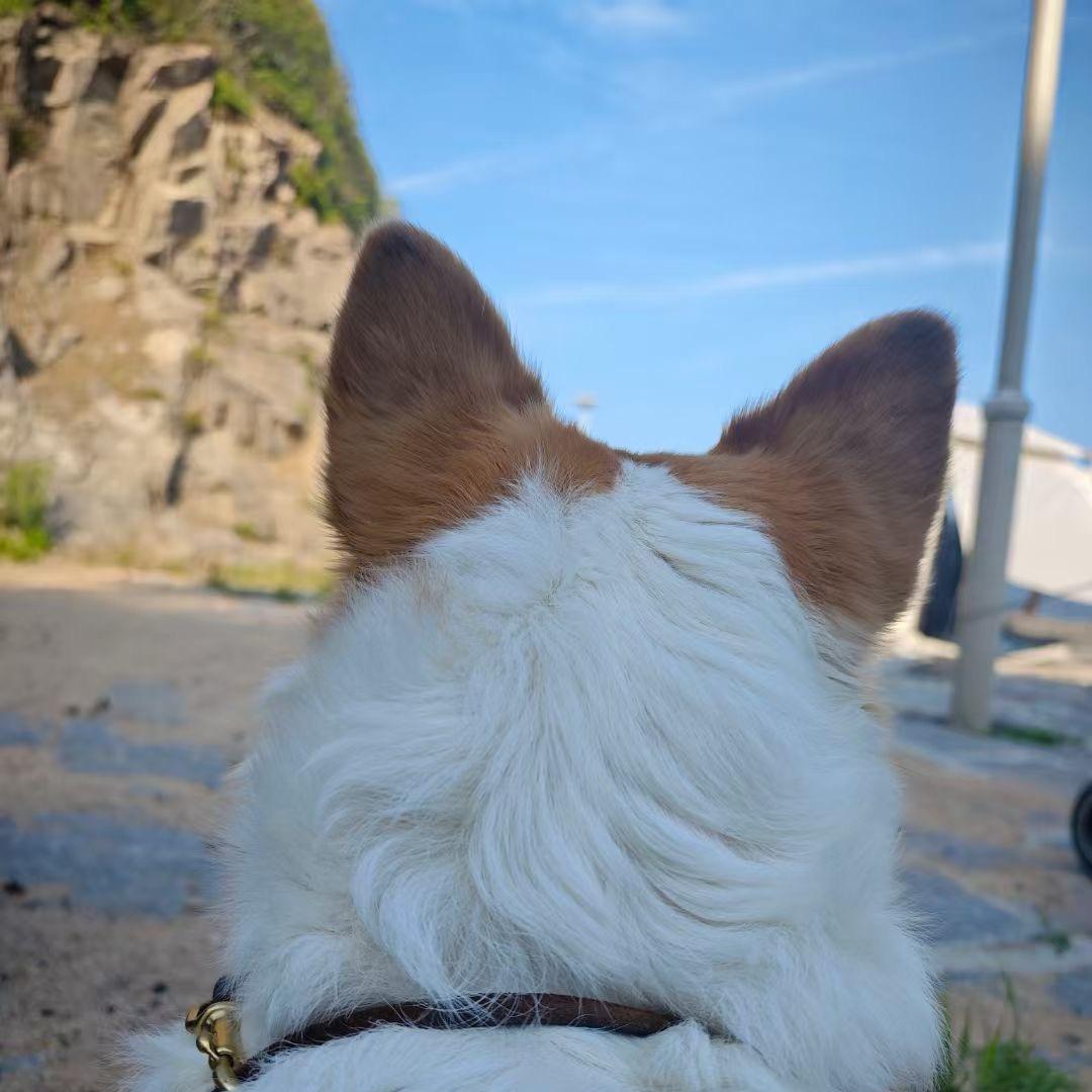 🌸🌸
