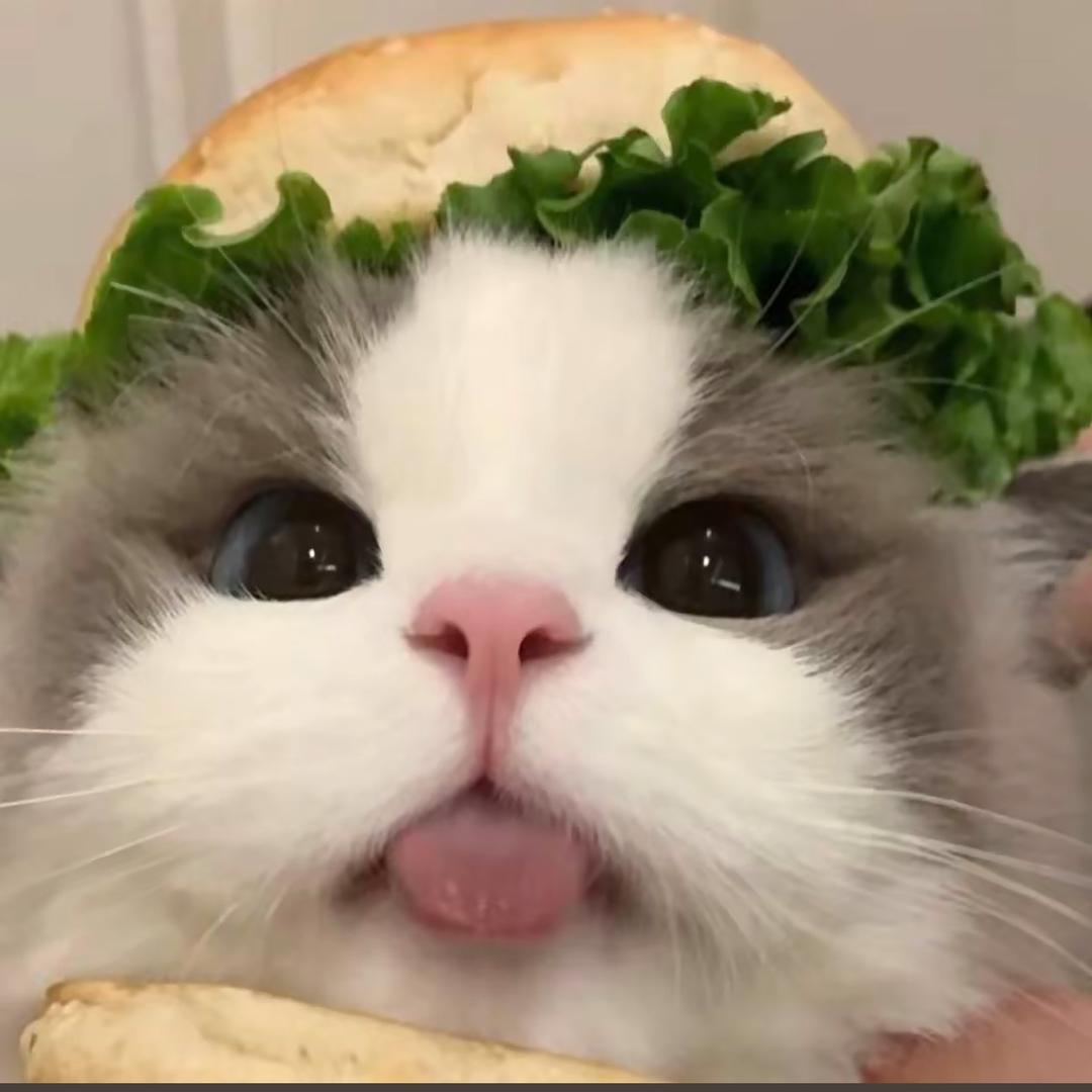 小猫生菜