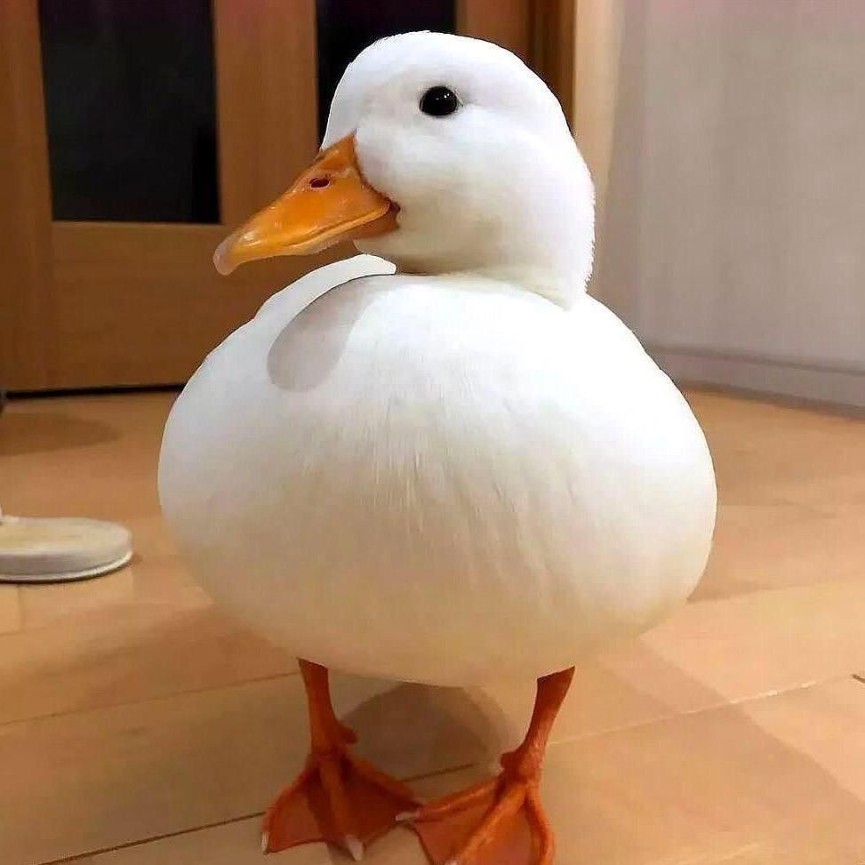 鸭鸭（中国）工厂折扣店