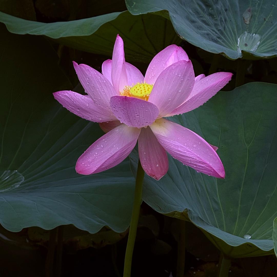 椒盐虾_Xia（搞不赢网络