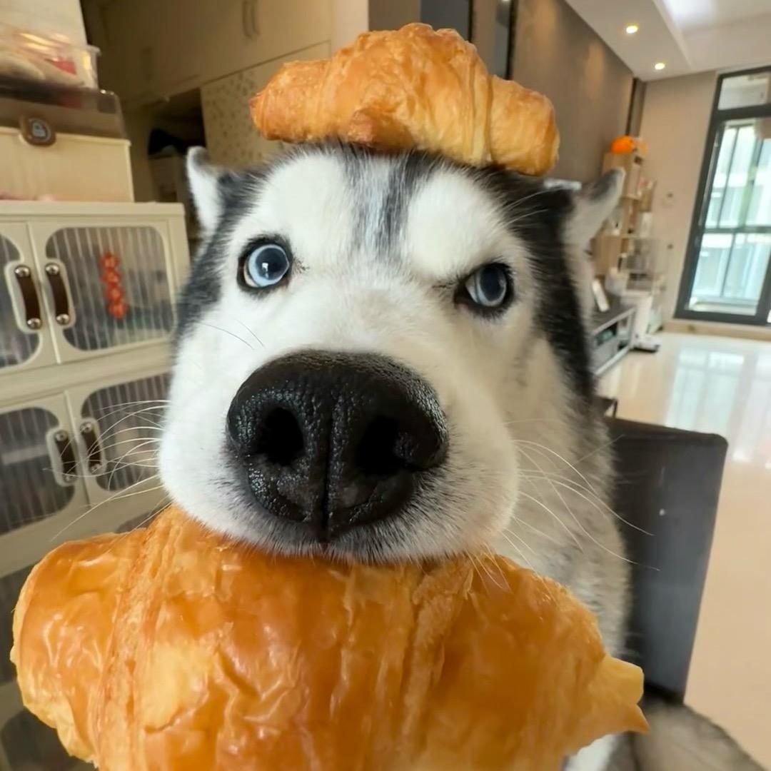 旺妙犬舍②号