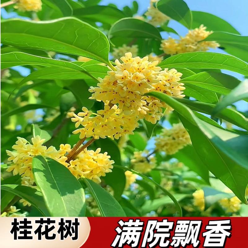 合润苗木花卉基地