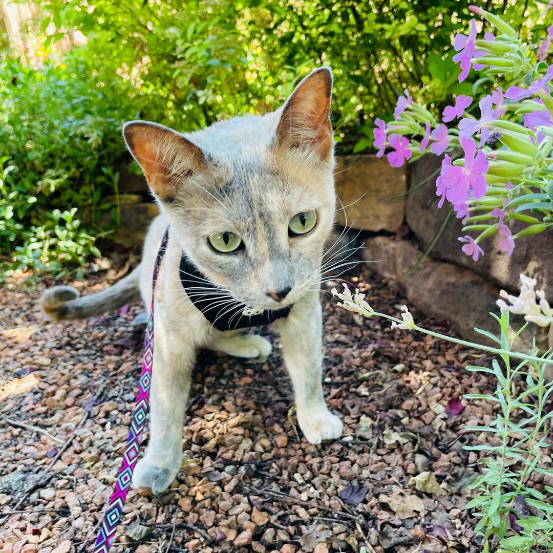 黑眼圈重症患者