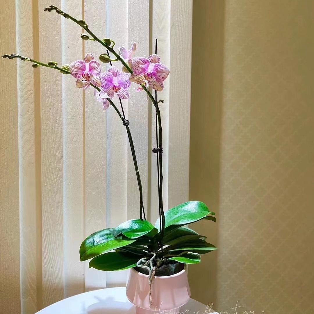 摆渡人