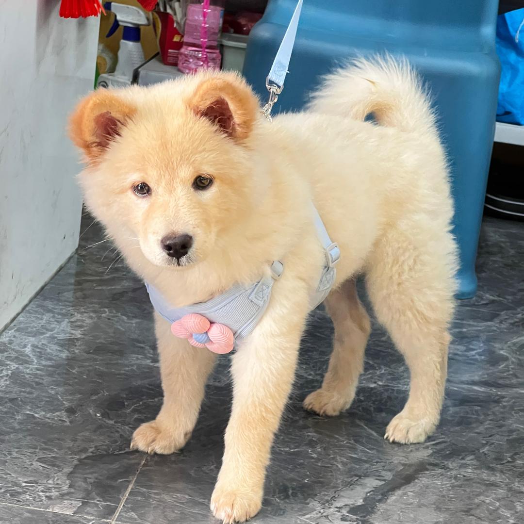 我是兜兜