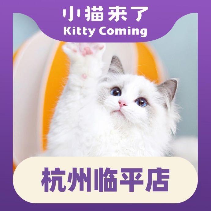 小猫来了猫舍·杭州临平店