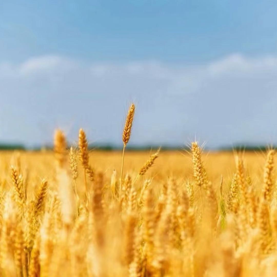 孤方不自赏🌾