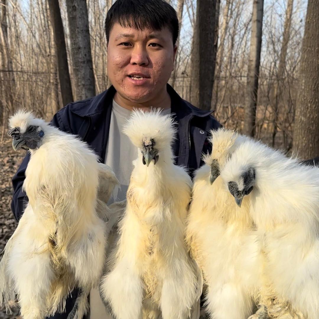 小新养乌鸡