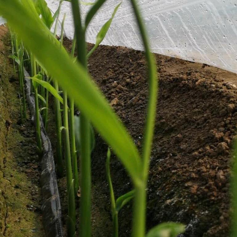 山东驰度信息工程（华夏国际）