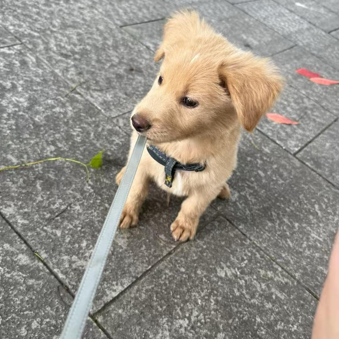 长麻威威