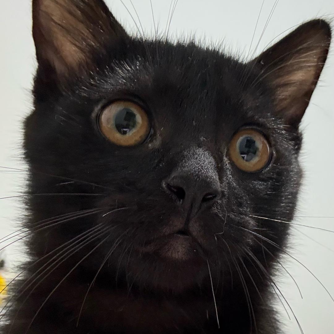 猫咪酱