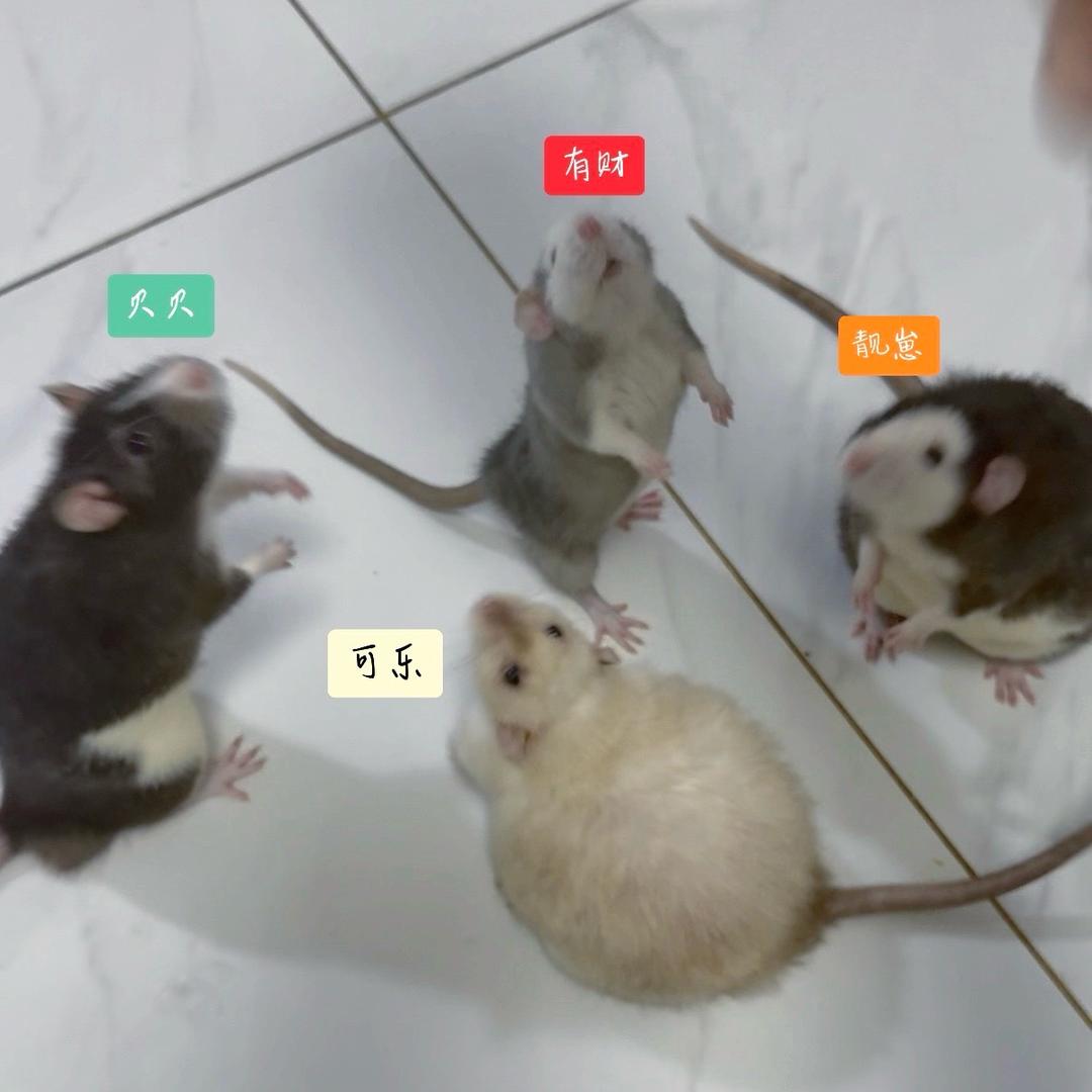 崽崽日记🐁