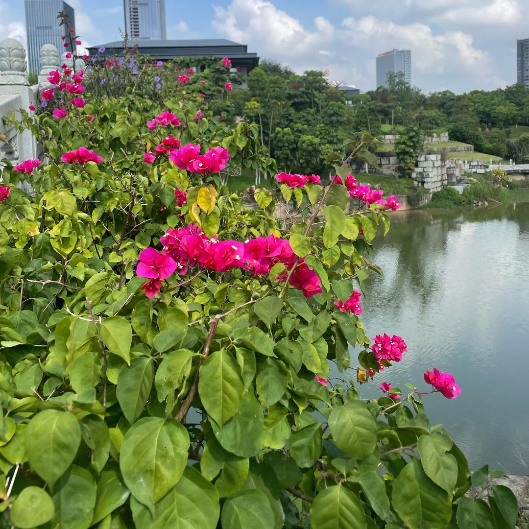 夏娃