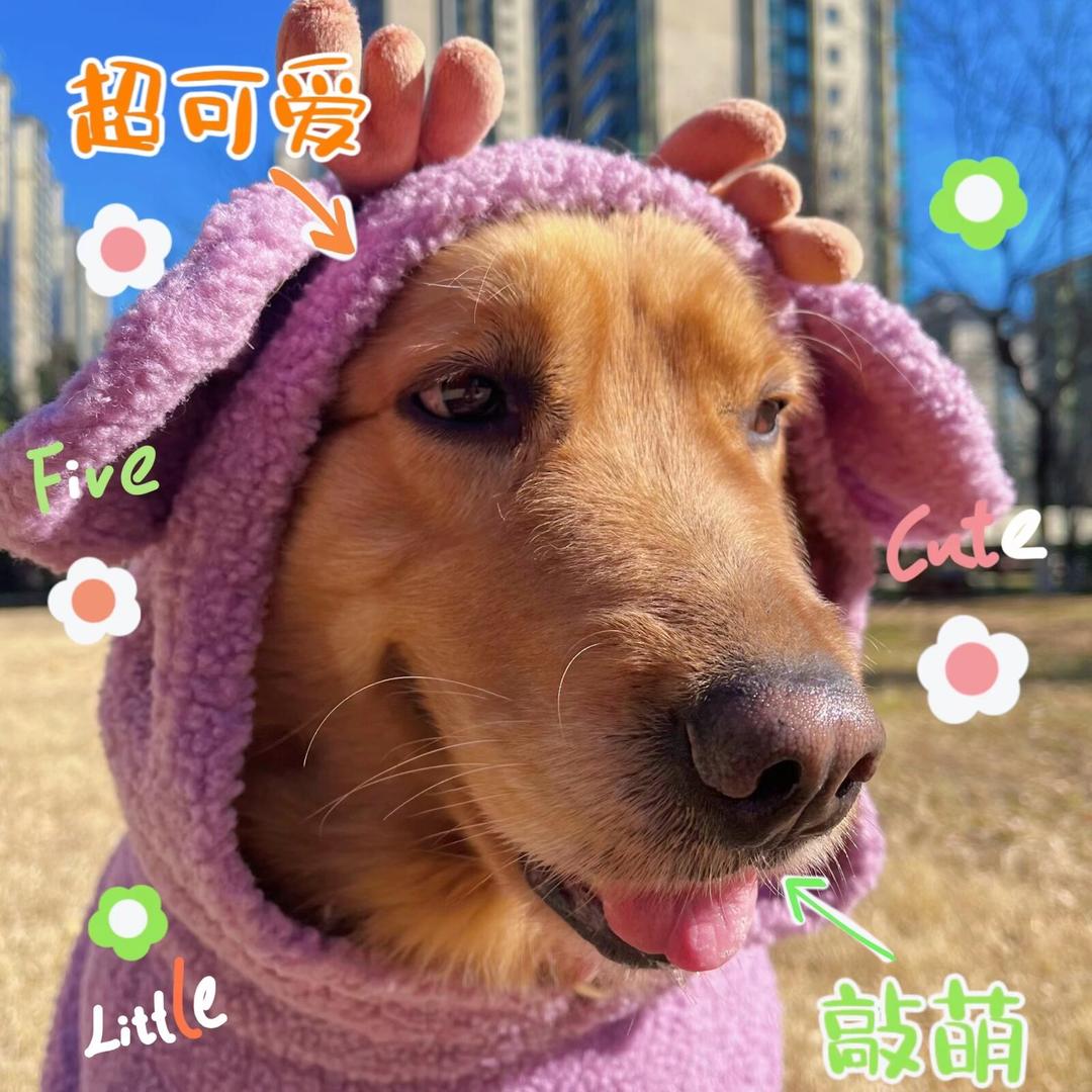 黄狗保安（许嵩见过2次版）