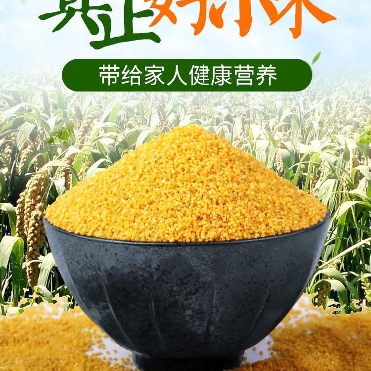 冀金苗高端黄小米