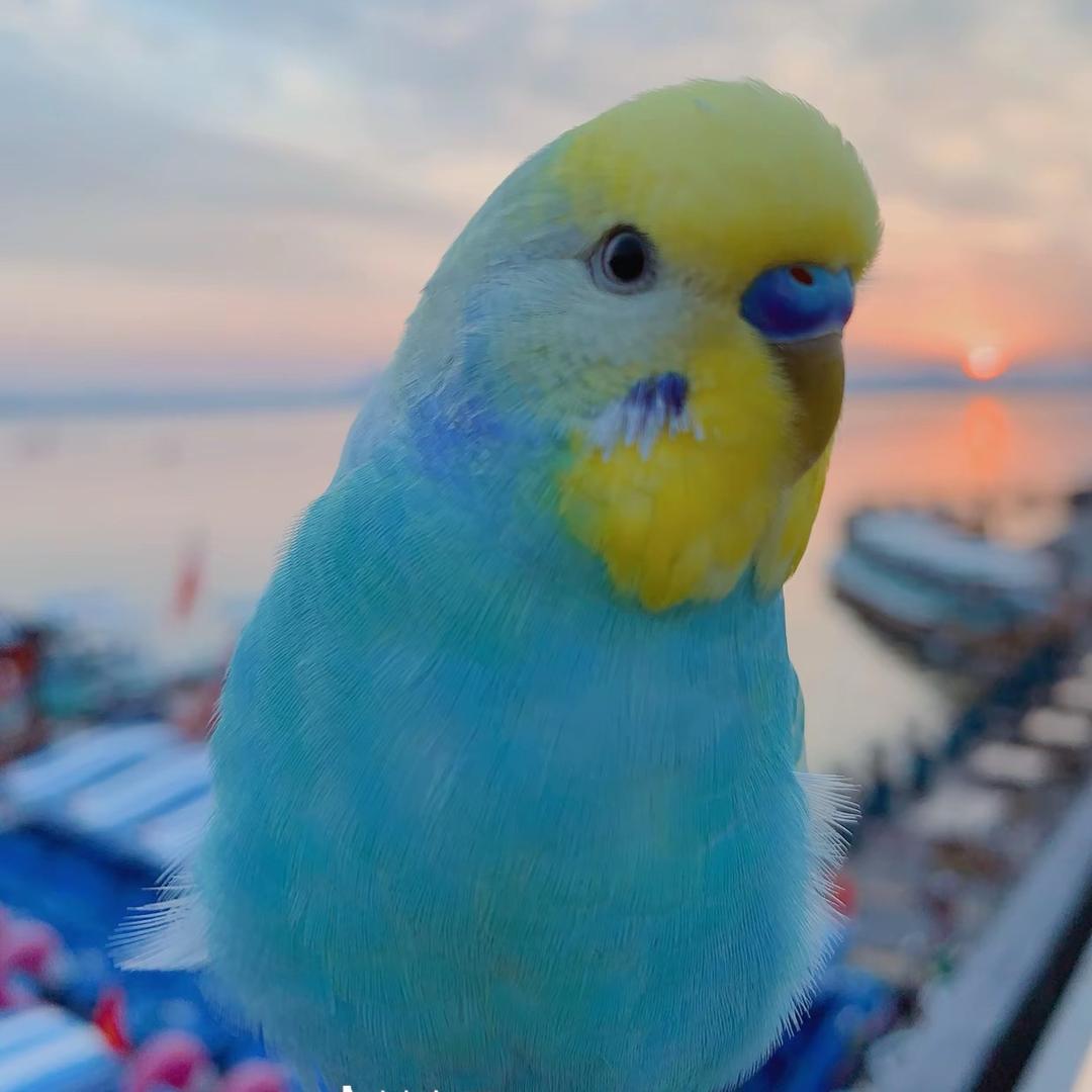鹦鹉小宠