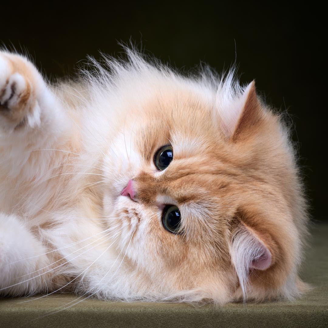 我一只猫都没有诶
