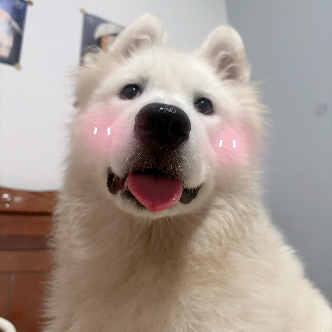 狗白白