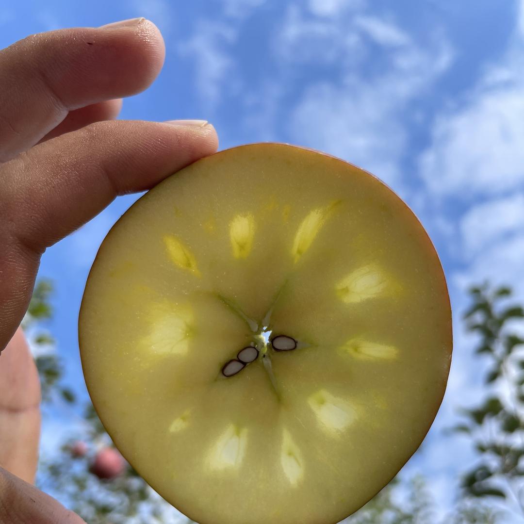 禾雨良品—盐源苹果专场
