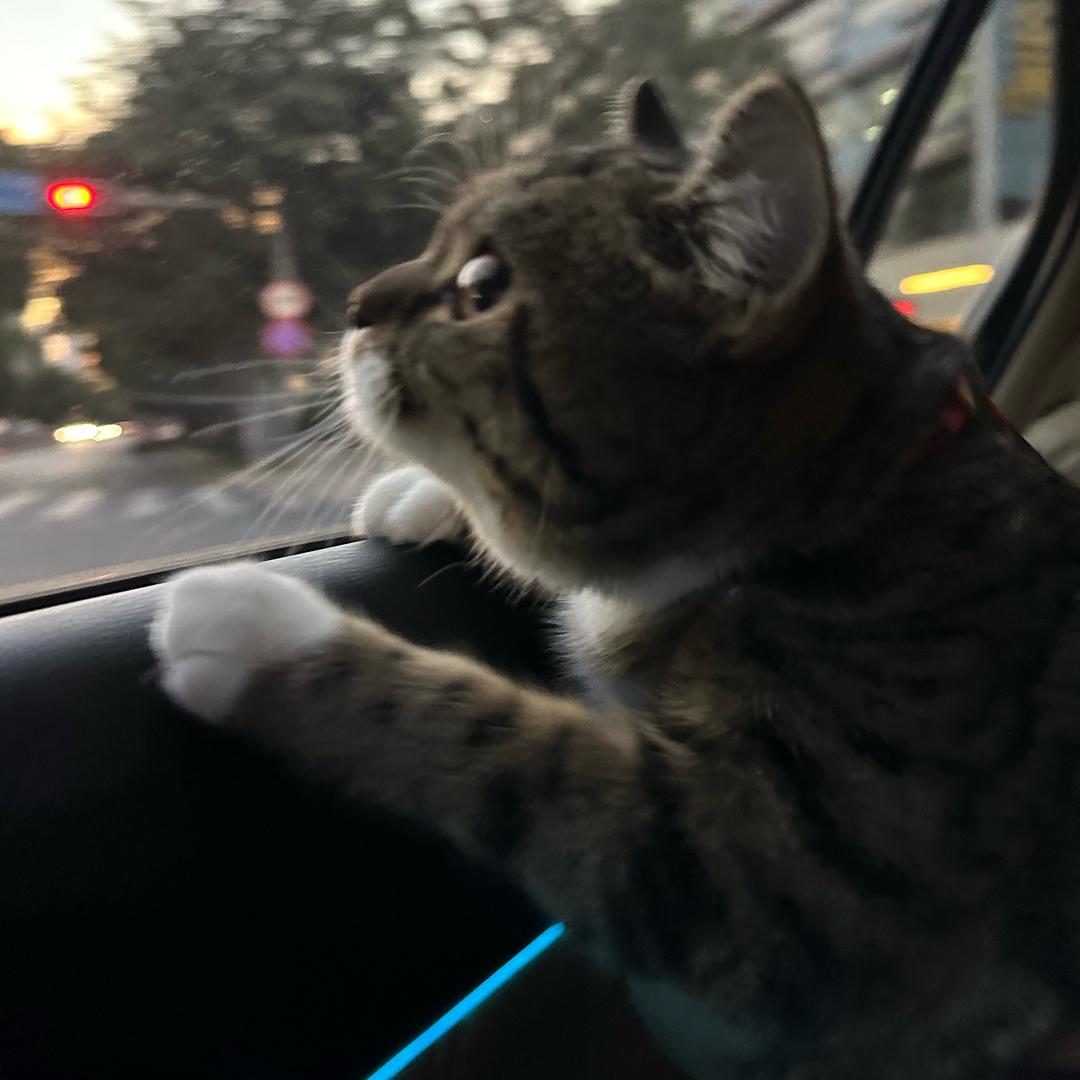 妞妞公主🐈