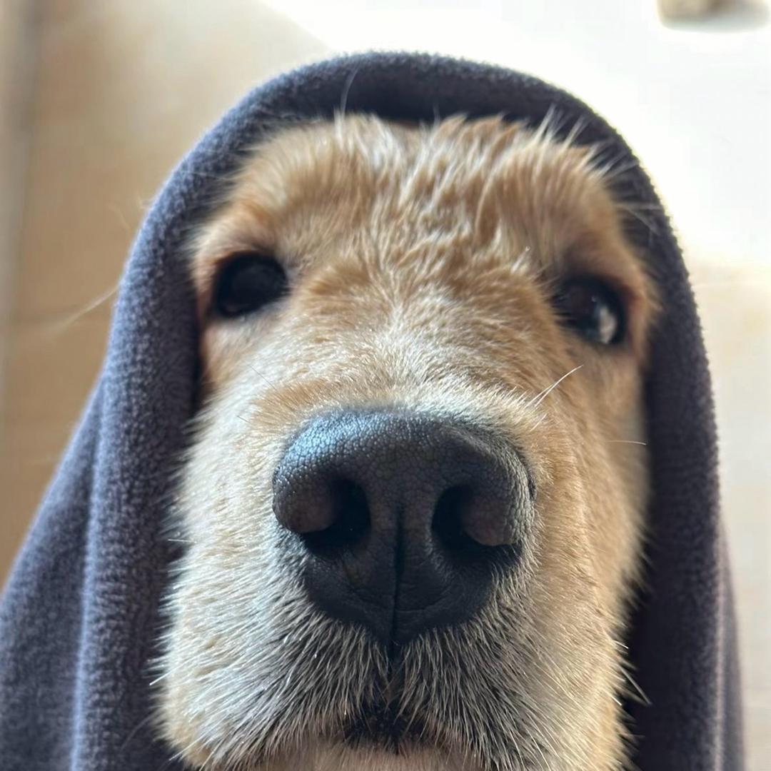 闷声发大蔡女士