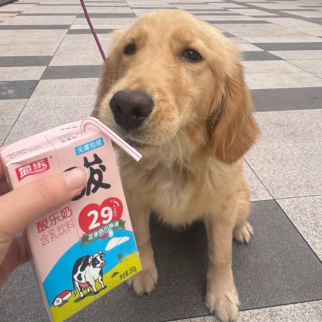 溜溜大顺