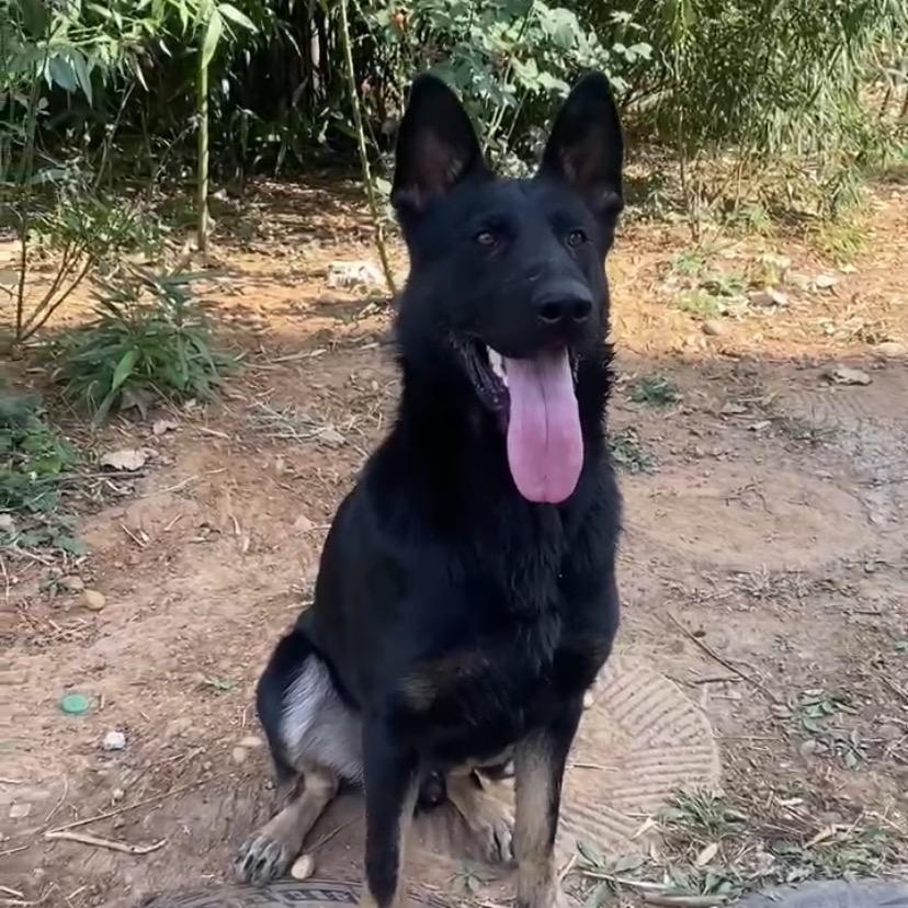 晋泽犬舍（东德太极，纯黑）