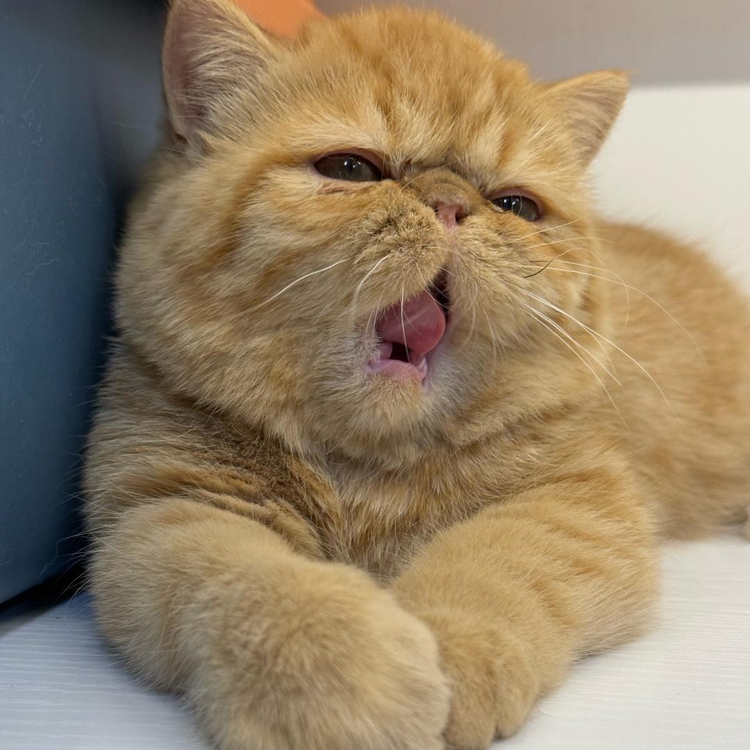 火焰加菲猫 大眼妹