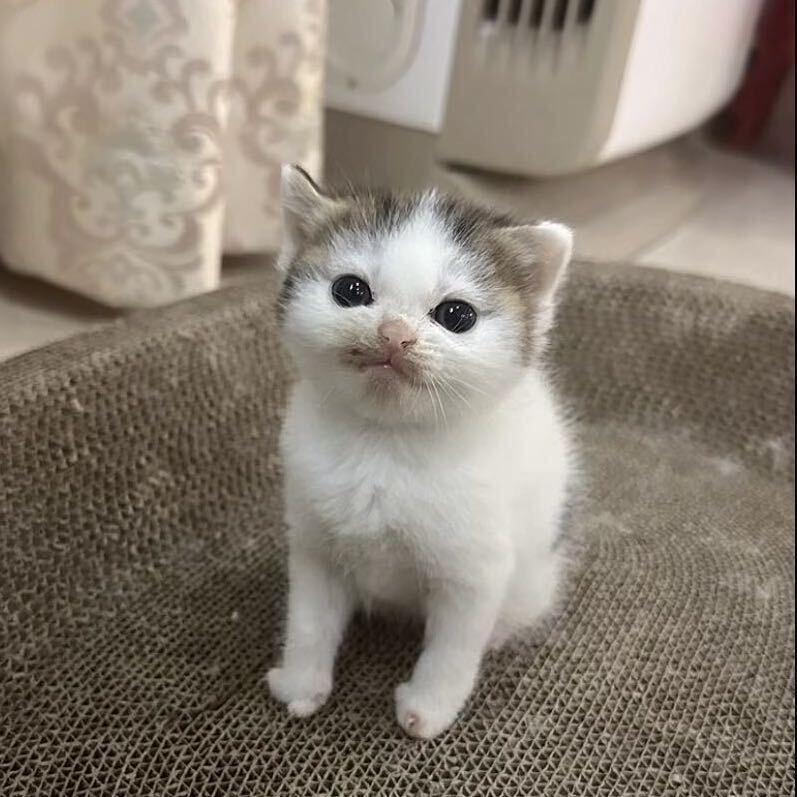 大丝袜昂北肺🐾