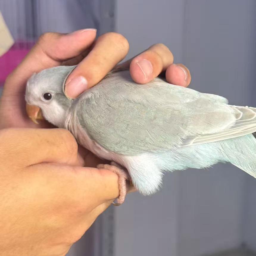 鹦鹉燕燕