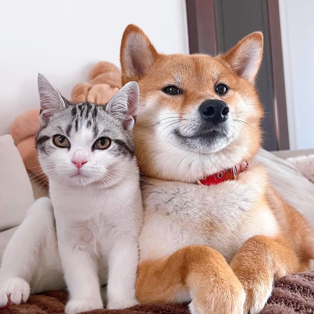 一生宠爱