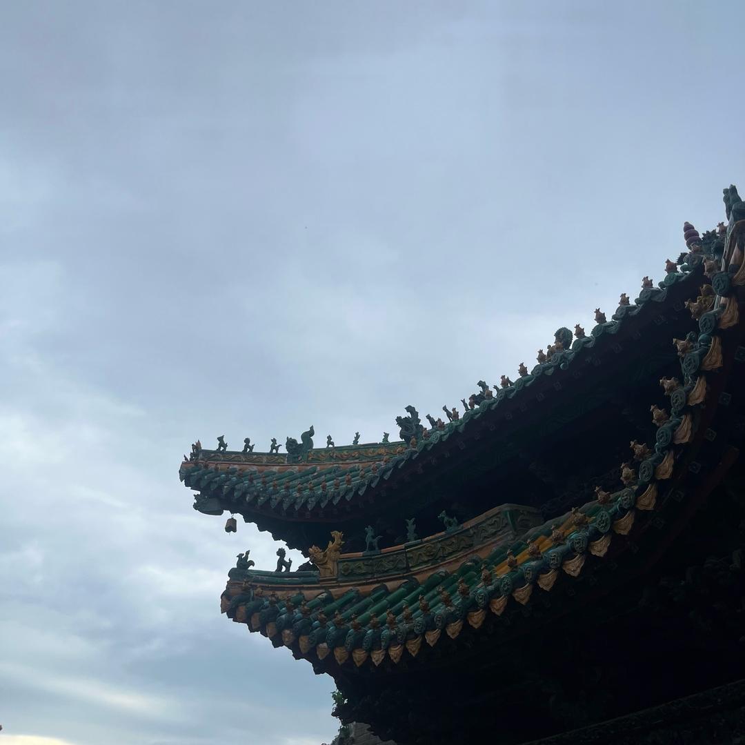 小杨的树苗～