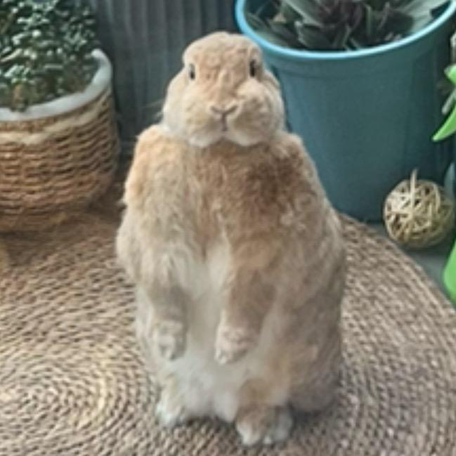 🐰九宝奶兔🐰