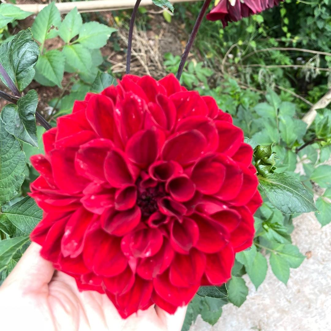 你若安好便是晴天🌞