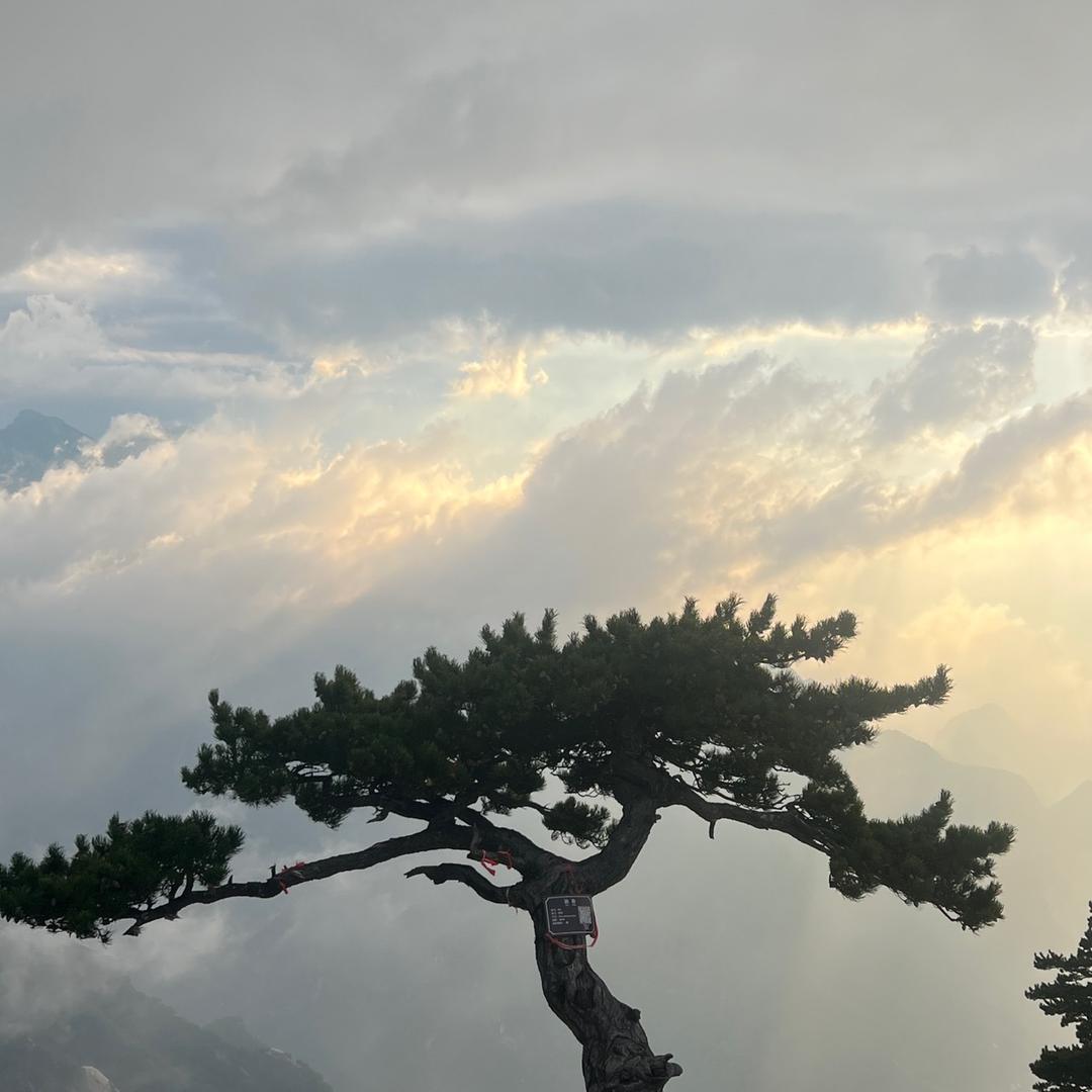 悟 来 雾 去